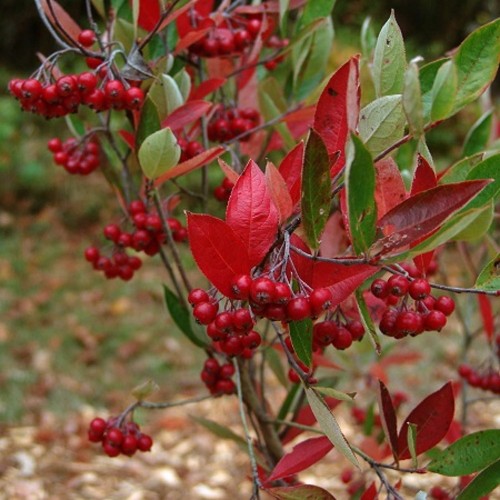 Aronia arbutifolia 'Brilliant' - Punane aroonia 'Brilliant' P9/0,55L